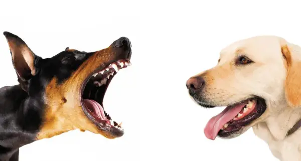 Doberman warczy, pokazując zęby, a labrador z językiem na wierzchu. Dlaczego pies szczeka na inne psy?
