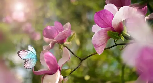 Jak długo kwitnie magnolia? Poznaj tajemnice jej kwitnienia