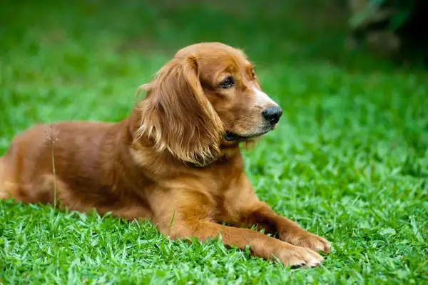 Brązowy spaniel miniaturka leży na zielonej trawie, wpatrując się w dal.
