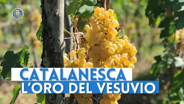 Grappoli dorati di uva Catalanesca del Vesuvio, "l'oro del Vesuvio", pendono da una vite.