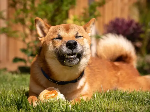 Szczęśliwy pies rasy Shiba Inu z zamkniętymi oczami gryzie kawałek chleba. Czy psy mogą jeść chleb? Ten pies zdaje się cieszyć!