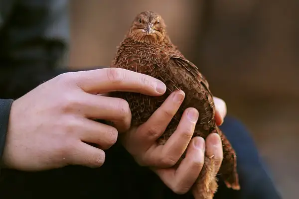 Hände halten ein braunes Wachtelküken. Ob es ein Hahn oder eine Henne ist, bleibt ein Geheimnis.