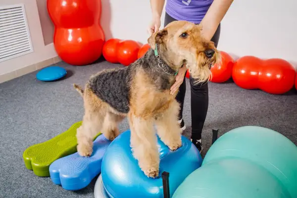 Airedale terrier ćwiczy psie sporty na niebieskiej piłce gimnastycznej, otoczony kolorowymi piłkami i podestami.