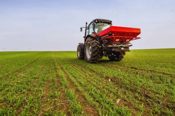 Czerwony traktor rozsypuje nawóz na zielonym polu młodego zboża.