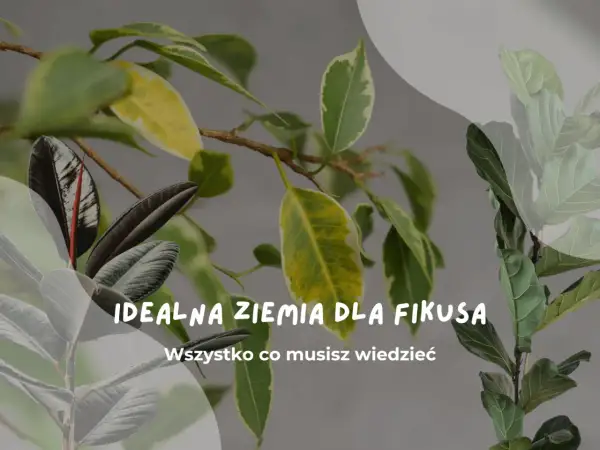 Idealna ziemia do fikusa: liście fikusa w różnych odcieniach zieleni i żółci, z tekstem "Idealna ziemia dla fikusa".
