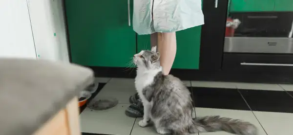 Gato gris y blanco mira hacia arriba, esperando algo. Quizás un poco de feromonas para gatos para calmarse.
