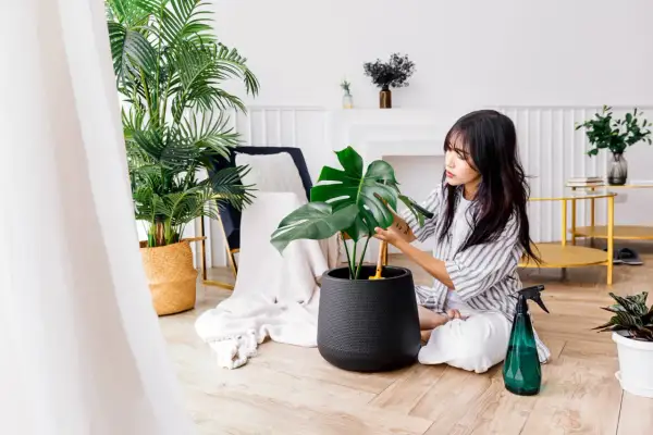 Młoda kobieta pielęgnuje monstera w salonie. Obok niej stoi zielony spryskiwacz.