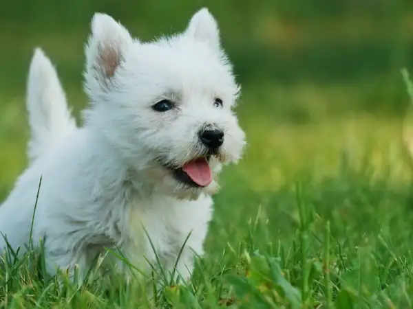 Uroczy biały szczeniak westie w trawie, idealny kandydat na imię dla białego psa.