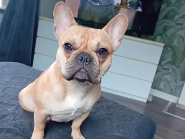 En söt fransk bulldogg sitter på en mörk kudde och tittar rakt in i kameran.