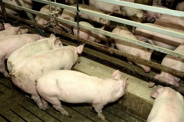 Stado różowych świń pochyla się nad korytem, jedząc paszę. Widać ich grzbiety i głowy, gdy zajadają się tym, co jedzą świnie.