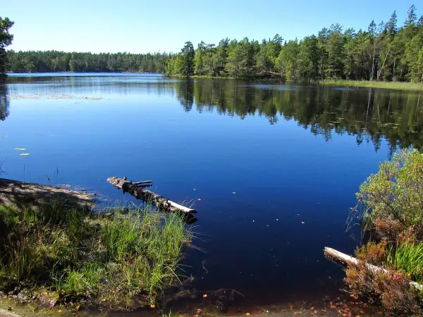Lugn sjö med spegelblankt vatten och skogsklädda stränder. En fallen trädstam flyter i vattnet vid paradiset naturreservat.