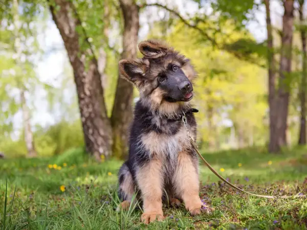 Ein niedlicher Schäferhundwelpe sitzt im Gras und lernt, wie man Welpen erzieht.