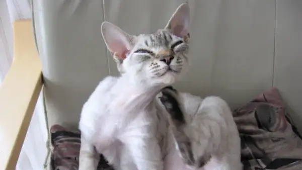 Devon rex niebieski – wyjątkowy kot o niezwykłym charakterze i cenie
