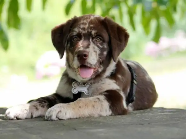 Ein süßer Aussie-Welpe mit Merle-Fell liegt entspannt im Freien. Er trägt ein Halsband mit Knochenanhänger, das an aussiedor krankheiten erinnert.