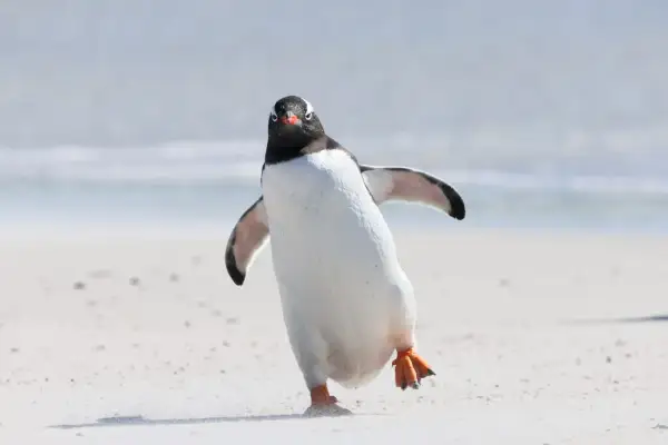En pingvin på en sandstrand, som balanserar på ett ben. Den ser ut att undra om pingviner kan flyga, men dess vingar är anpassade för simning.