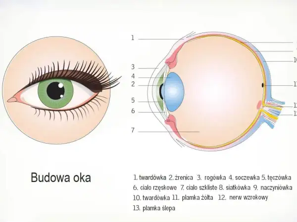 Ilustracja przedstawia budowę oka, ukazując jego przekrój i zewnętrzne detale. Widoczne są kluczowe elementy, takie jak soczewka, tęczówka i nerw wzrokowy.