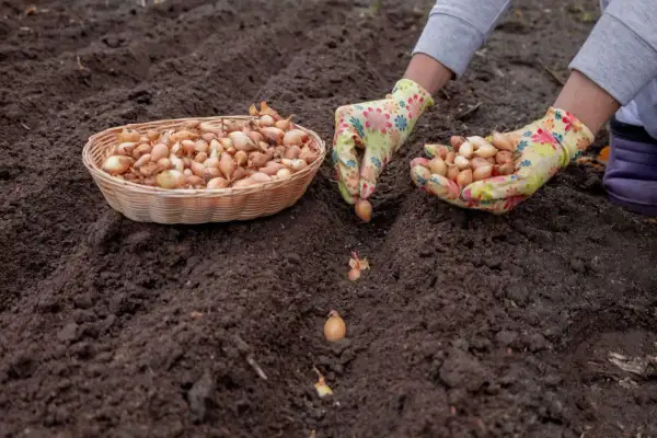 Ręce w kolorowych rękawiczkach sadzą cebulę dymkę w ziemi. Obok koszyk pełen cebulek.