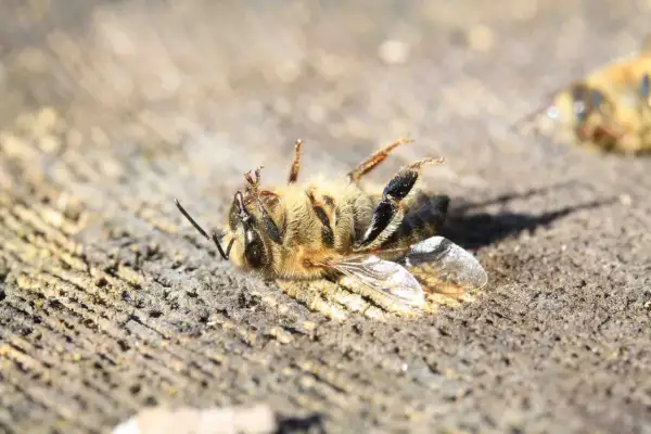 Un'ape morta giace su un tronco di legno. Un triste segno della moria delle api, un problema che minaccia il nostro ecosistema.