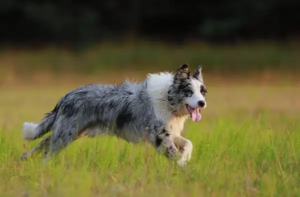 Radosny pies rasy border collie, w odmianie merle, pędzi przez zieloną łąkę, dysząc z językiem na wierzchu.
