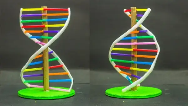 Jak zrobić DNA na biologię: proste kroki do udanego modelu