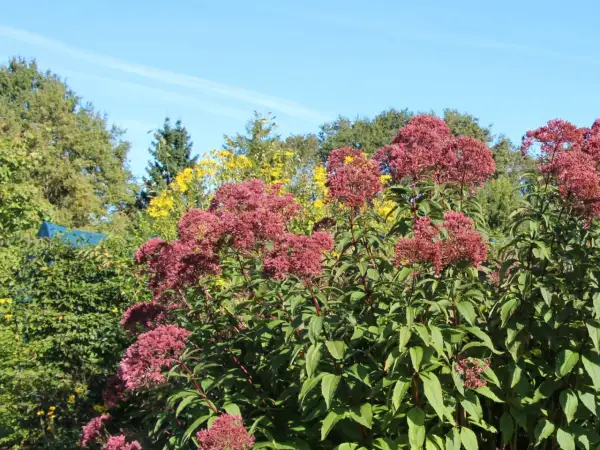 Hohe, purpurrote Blütenstände des Wasserdost-Standorts vor blauem Himmel und grünen Bäumen.