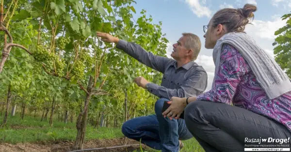 Mężczyzna i kobieta oglądają winorośl z gronami. Odkrywają najlepsze winnice w Polsce.