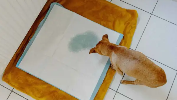 Perro pequeño sobre empapador con mancha de orina. Podría ser un síntoma de infeccion de orina perros.