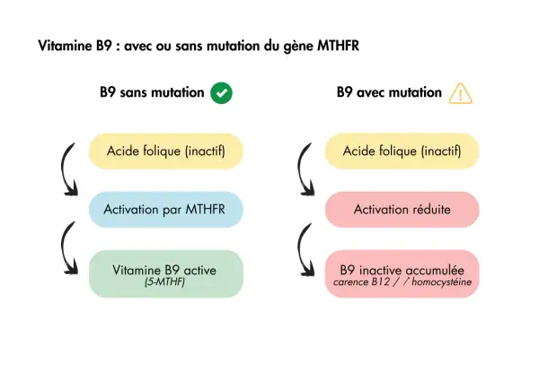 Schéma comparant l'activation de la vitamine B9. Sans mutation MTHFR, l'acide folique est bien activé. Avec mutation, l'activation est réduite, montrant le bienfait de l'acide folique bien métabolisé.