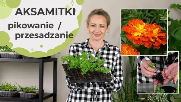 Kiedy siać aksamitki do doniczek, aby uniknąć niepowodzeń w uprawie
