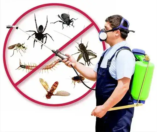 Jak pozbyć się pająków z domu? Skuteczne sposoby na ich eliminację