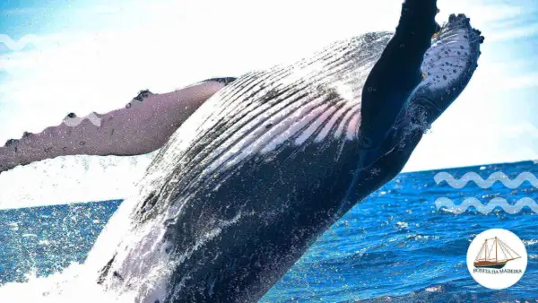 Buckelwal springt aus dem Wasser vor Madeira. Die beste Zeit für Walbeobachtungen ist jetzt!