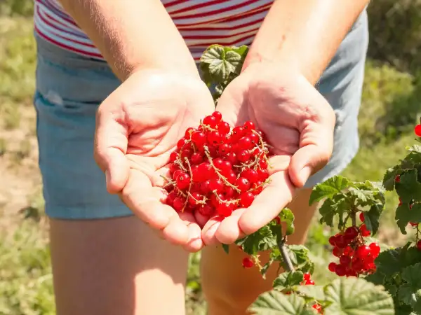 Hände voller roter Johannisbeeren, frisch vom Strauch. Bald werden diese Beeren in einem leckeren Kuchen landen, der mit Liebe zum Detail beim Johannisbeeren pflanzen entstanden ist.
