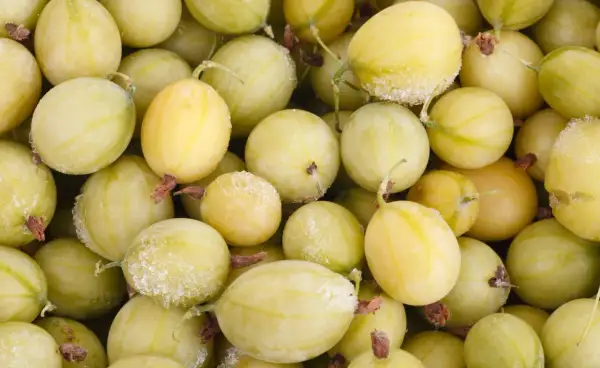 Gefrorene Stachelbeeren, bereit zur Weiterverarbeitung. Die hellgrünen Beeren sind mit feinem Eis überzogen.