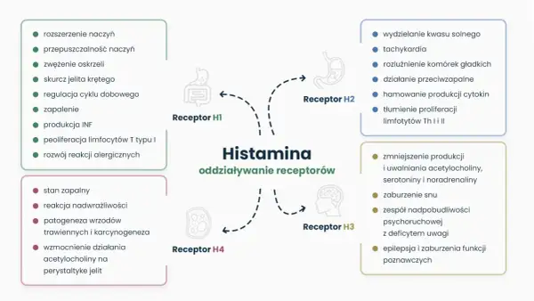 Schemat działania histaminy na receptory H1-H4, kluczowy dla zrozumienia nietolerancji histaminy i jej leczenia.