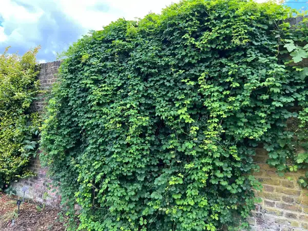 Un muro de ladrillos cubierto por exuberantes plantas trepadoras que no ensucian, creando un oasis verde.