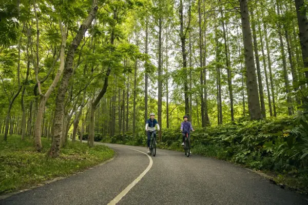 Dwie osoby na rowerach przemierzają malownicze trasy rowerowe Roztocza, otoczone bujną zielenią lasu.