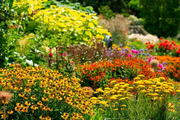 En blomstrande rabatt med perenner som tål torka, fylld med gula, orange och röda blommor i solsken.