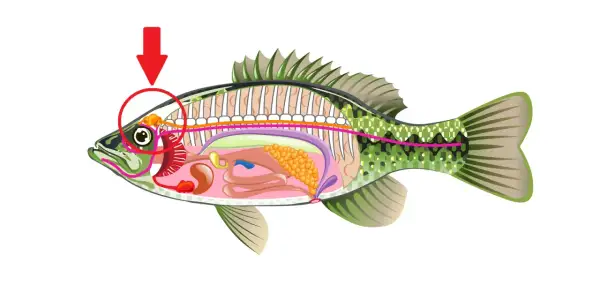 Der Pfeil zeigt auf das Gehirn eines Fisches. Ja, Fische haben ein Gehirn, das für ihre Funktionen zuständig ist.