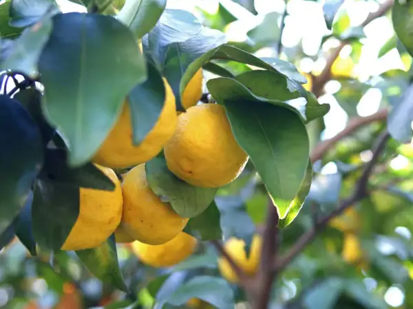 Yuzu que es: cítricos amarillos colgando de una rama, con hojas verdes y luz solar brillante.