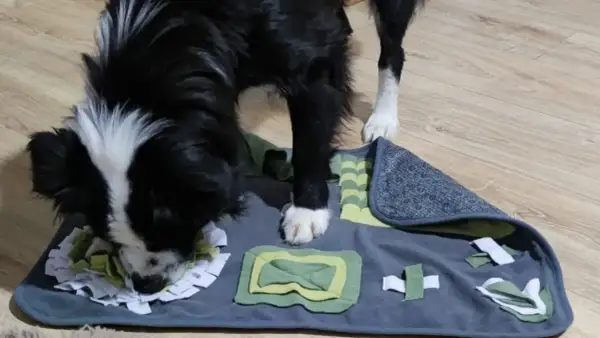 Perro negro y blanco olfateando una alfombra de actividades con diferentes texturas y pliegues, ideal para juegos de olfato para perros.