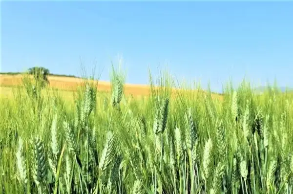 Jakie dawki nawozu na pszenicę zapewnią najwyższe plony i zdrowie roślin?