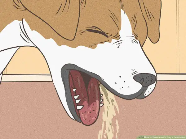 Illustration showing a dog's head with its mouth open, tongue hanging out, and drooling. This image is part of a dog dehydration chart.