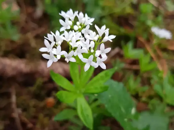 Kleine weiße Blüten und grüne Blätter – so lässt sich Waldmeister erkennen. Ein zarter Duft liegt in der Luft.