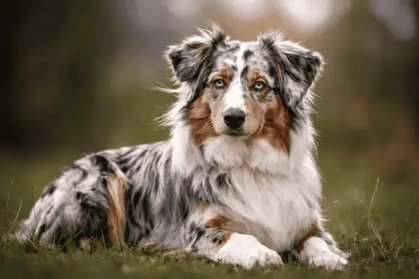 Ein wunderschöner **double merle Aussie** liegt im Gras. Sein Fell ist ein Mosaik aus Grau, Weiß und Braun, seine Augen sind von einem faszinierenden Blau.