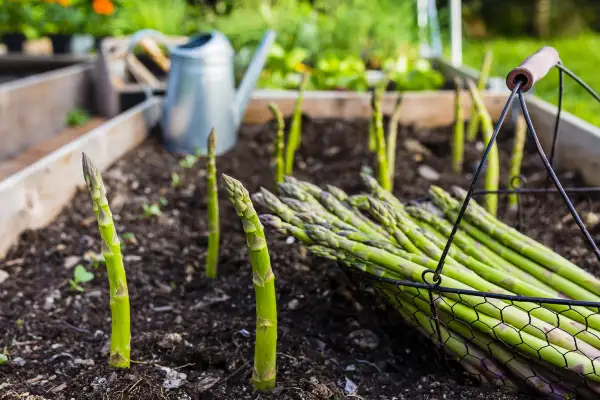 Frisch geernteter Spargel liegt im Korb, während weitere Stangen im Beet wachsen. Die Spargelzeit neigt sich dem Ende zu.