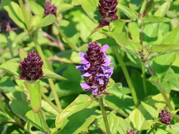 Kleine braunelle mit lila Blüten und dunklen Knospen, umgeben von grünen Blättern.