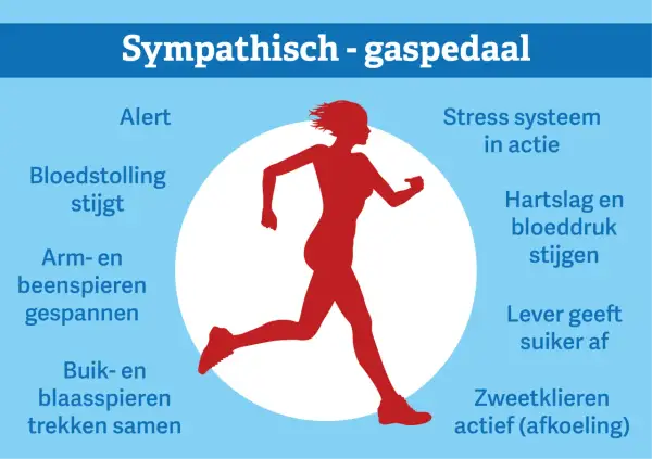 Rode silhouet van een rennende persoon, met tekst die de effecten van een **sympathisch zenuwstelsel overprikkeld** beschrijft, zoals verhoogde hartslag en alertheid.