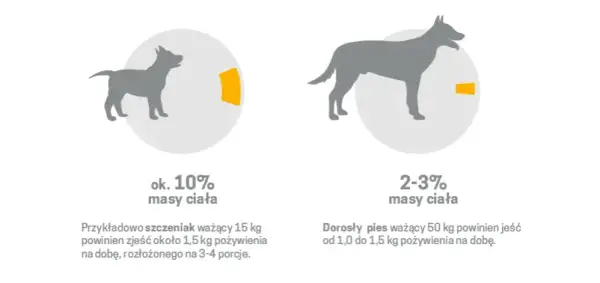 Pies a surowe mięso: Bezpieczeństwo, ryzyko, zasady BARF poradnik