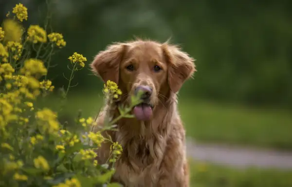 Uroczy golden retriever z językiem na wierzchu, otoczony żółtymi kwiatami. Zastanawiasz się, ile powinien jeść szczeniak golden retriever?
