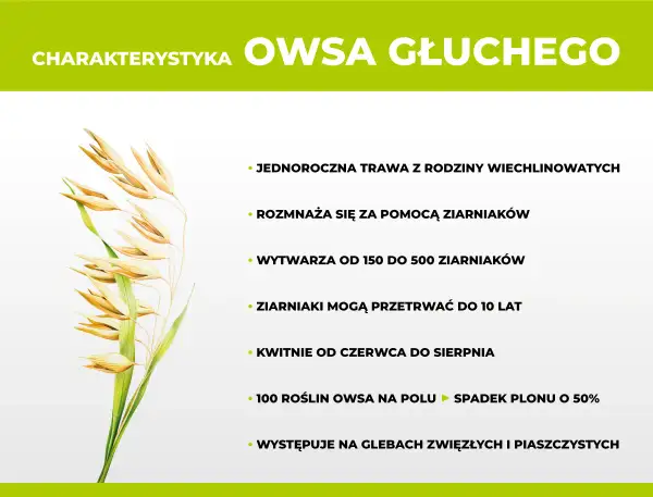 Charakterystyka owsa głuchy: jednoroczna trawa, rozmnaża się z ziarniaków, które mogą przetrwać do 10 lat. Skuteczne zwalczanie jest kluczowe.